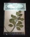 leaves-sm.jpg (27989 bytes)